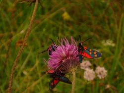 2013-08-25_Risserkogel (011).JPG